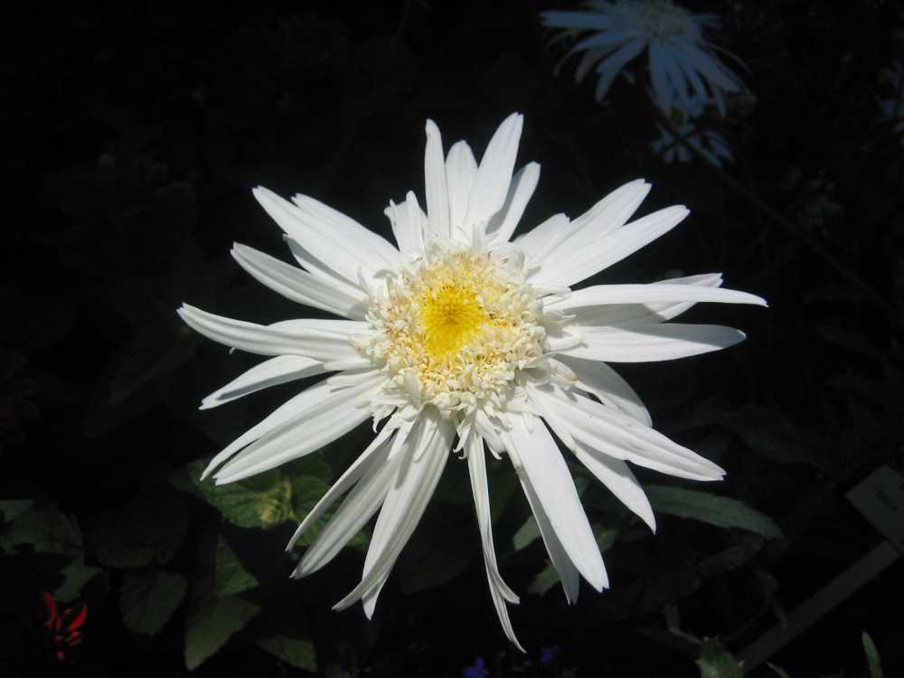 Leucanthemum superbum 'Primadonna' (Großblumige Margerite)